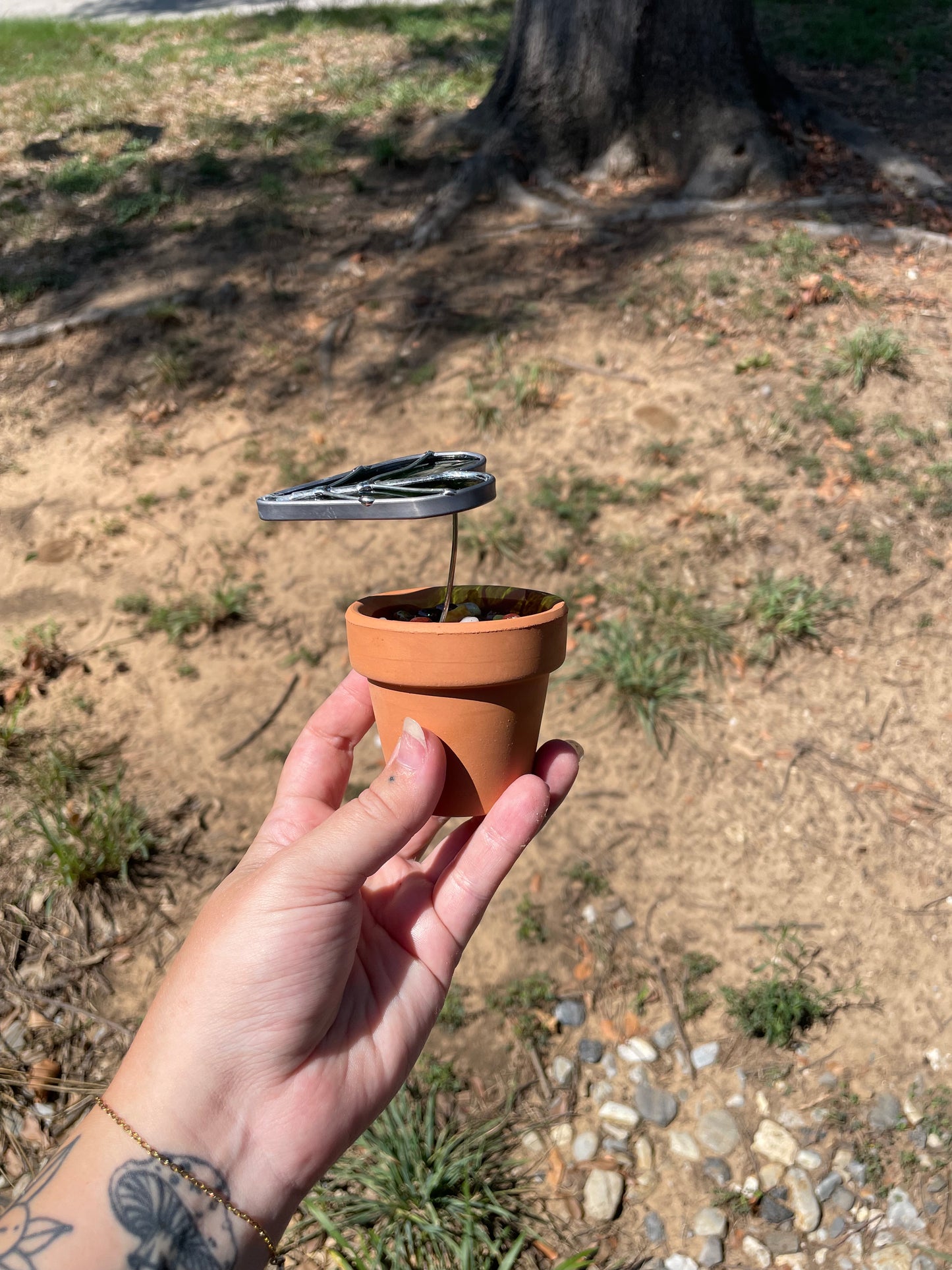 2.5” potted Single leaf Alocasia