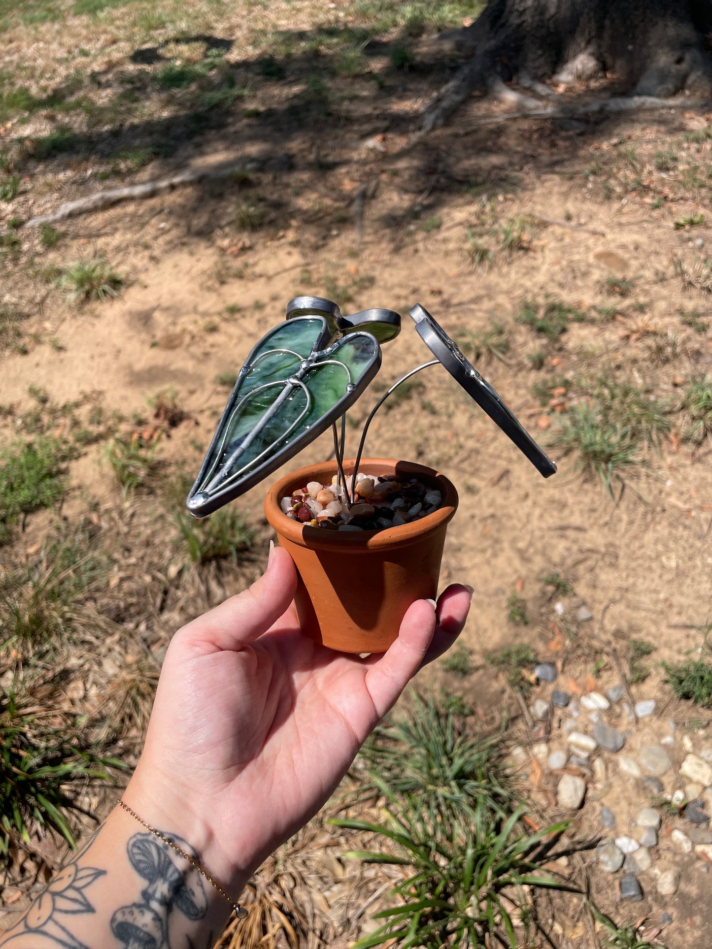 3” potted philodendron