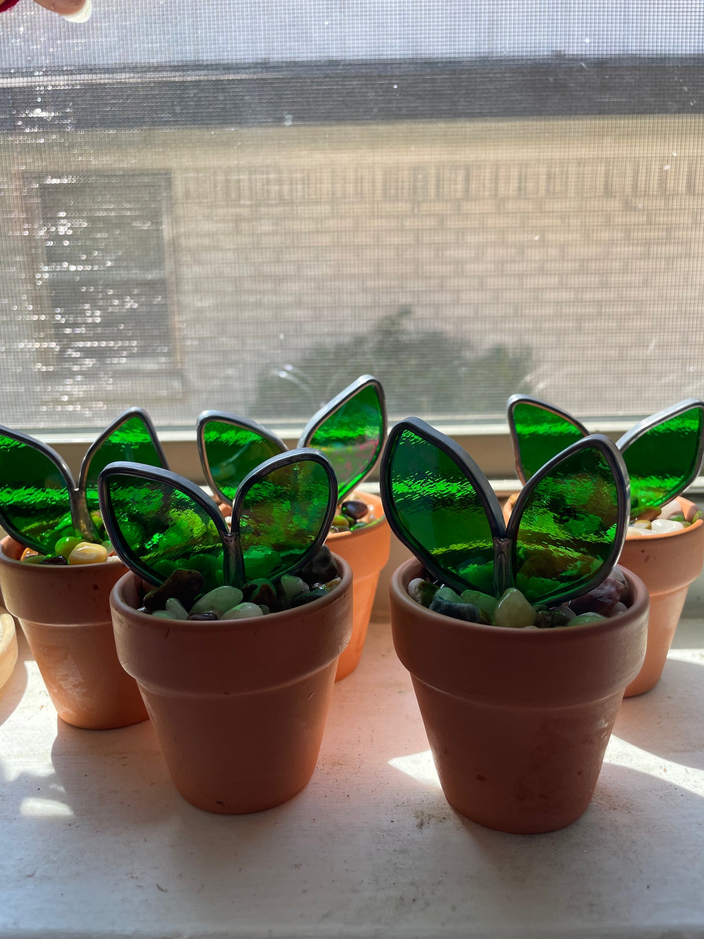 2” potted plant