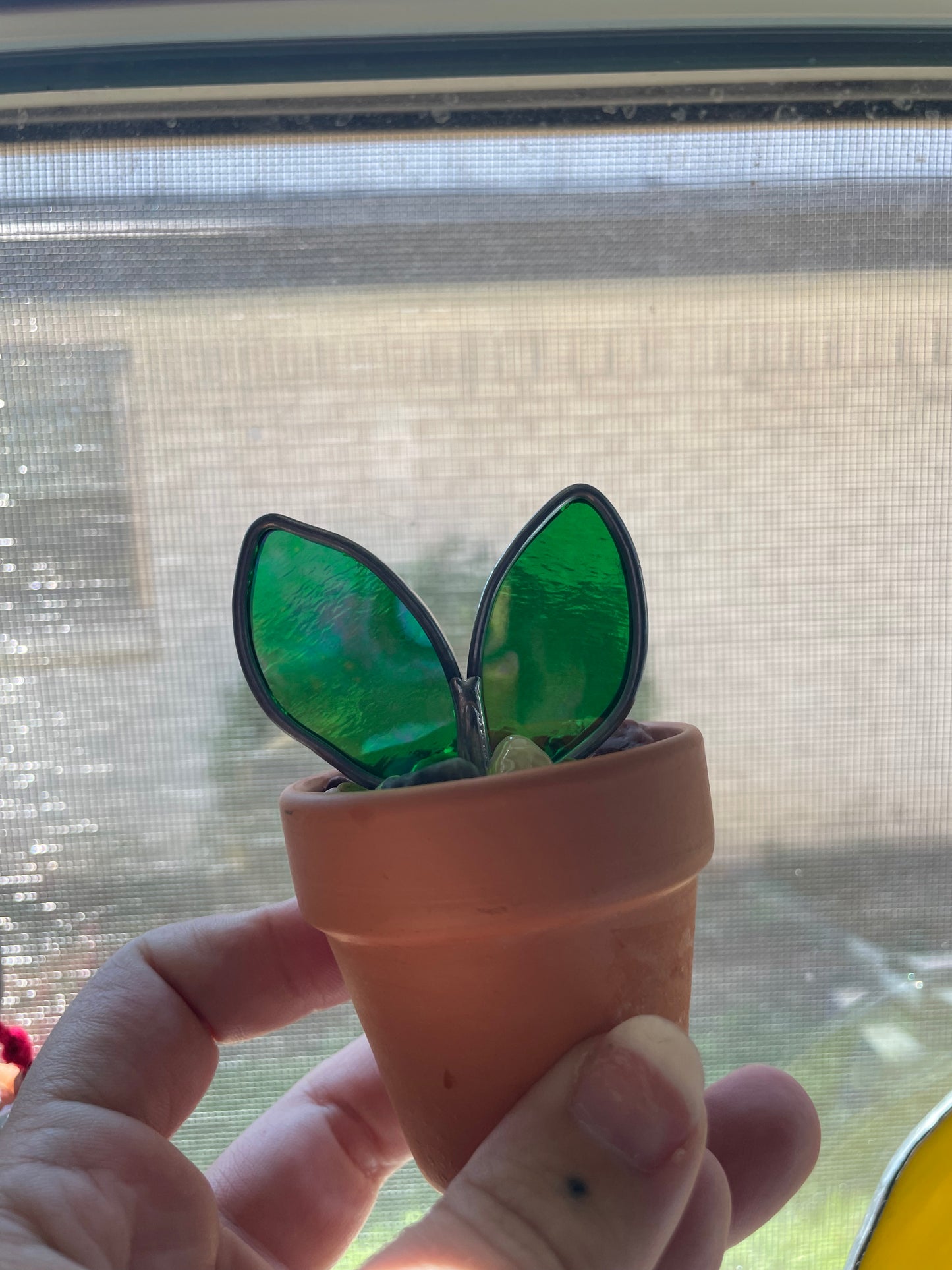 2” potted plant