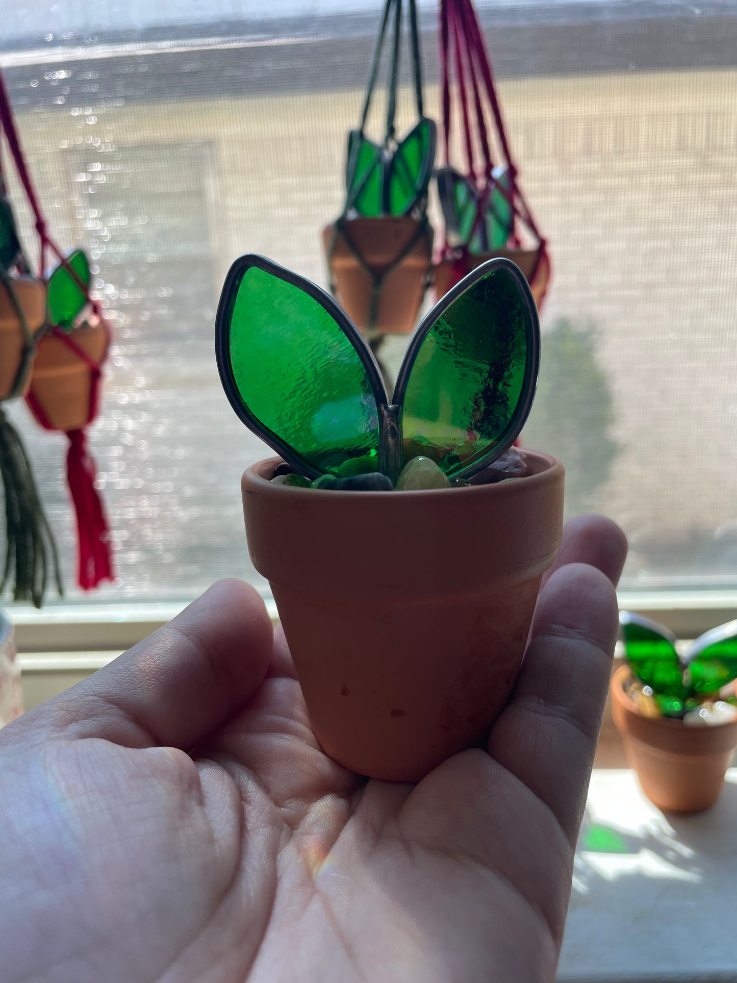 2” potted plant