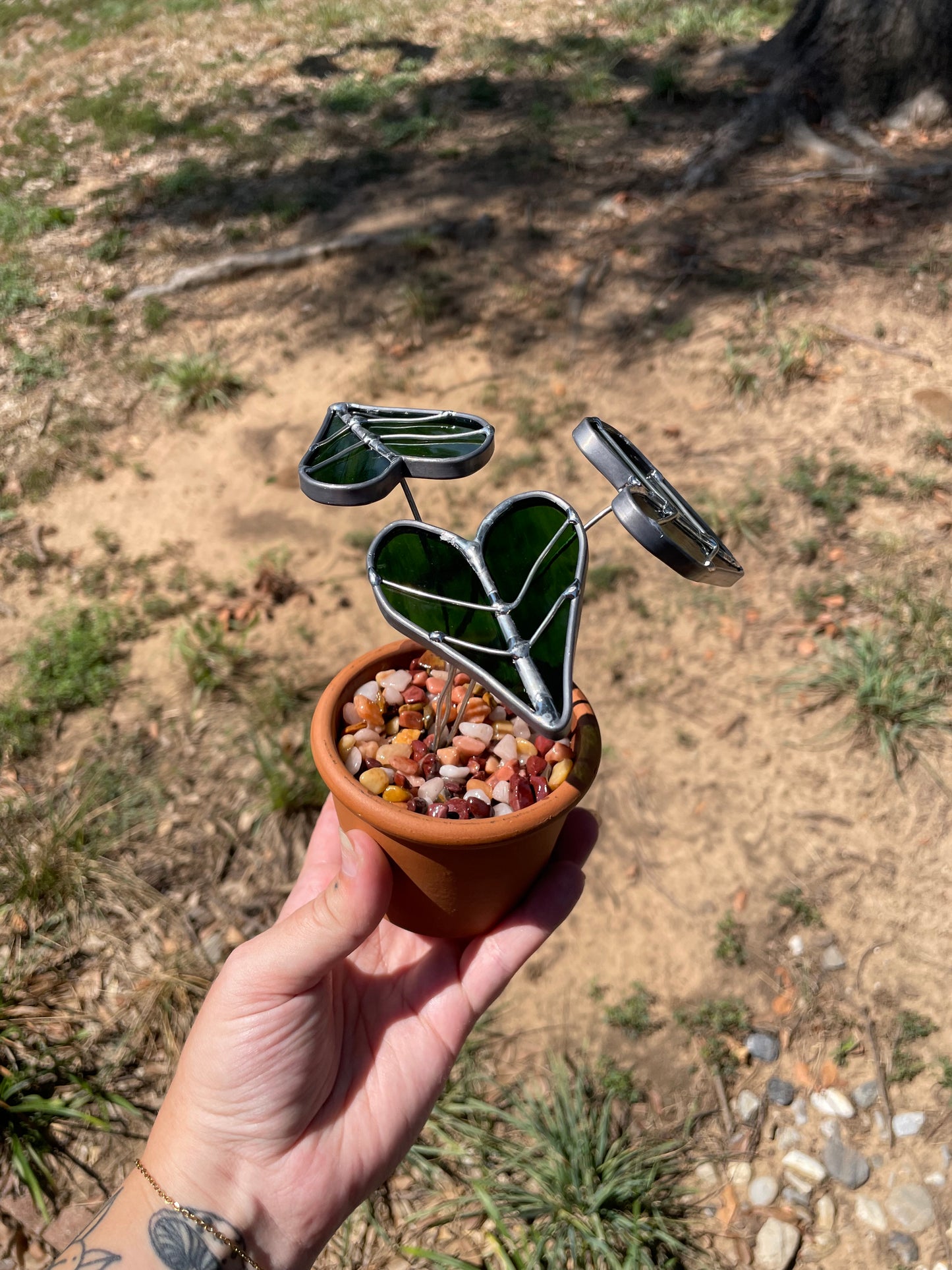 3” potted Alocasia