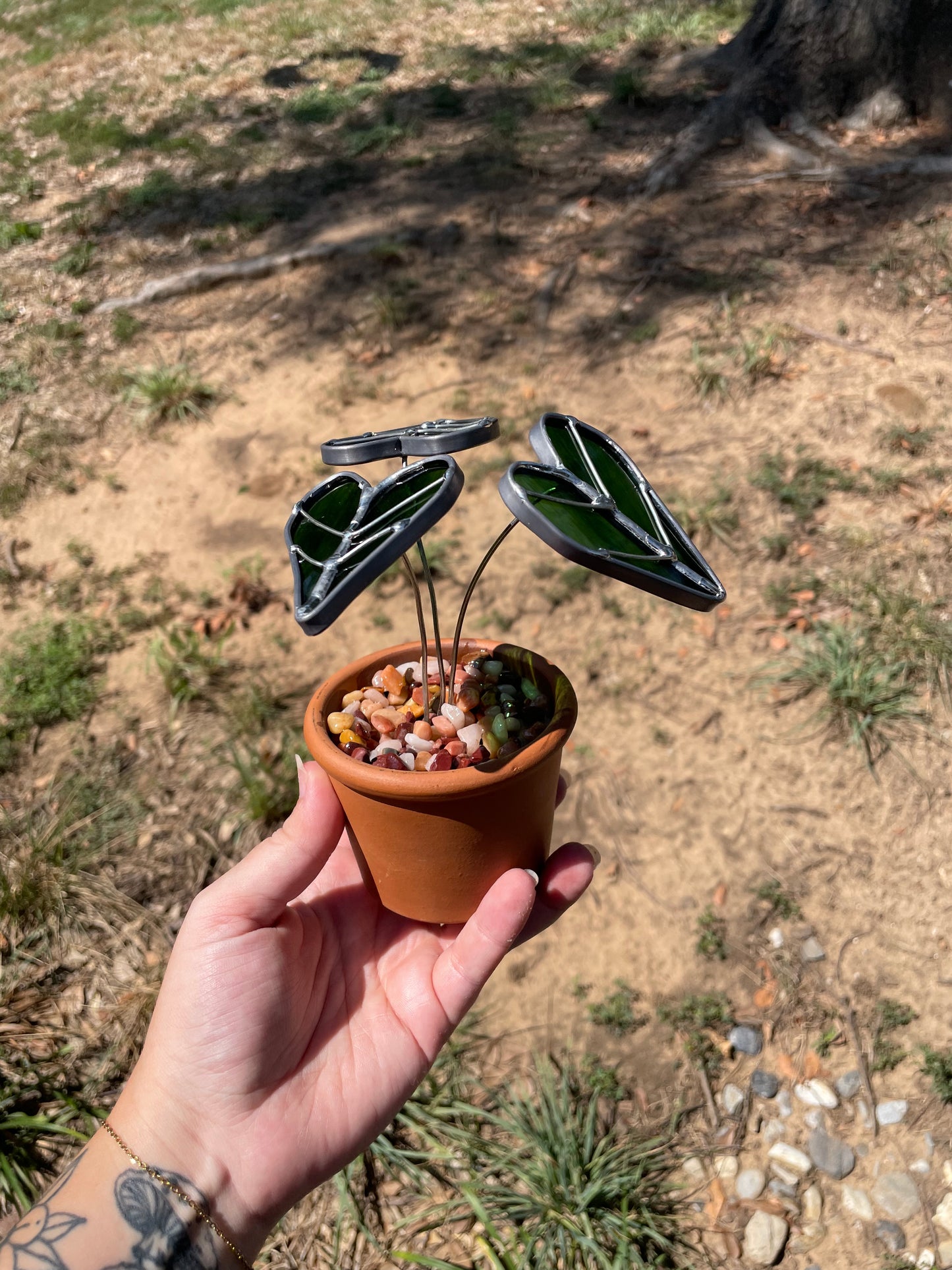3” potted Alocasia