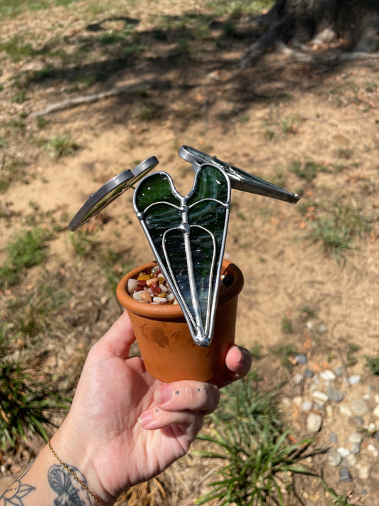 3” potted philodendron