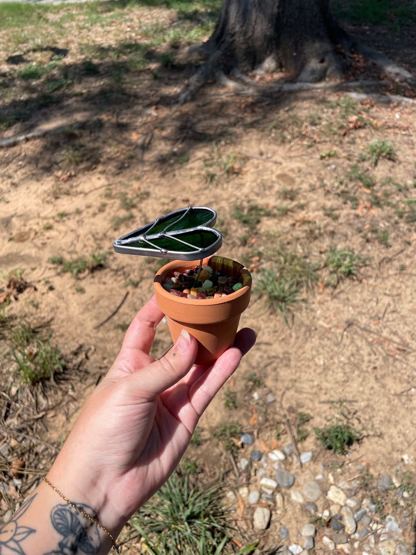 2.5” potted Single leaf Alocasia