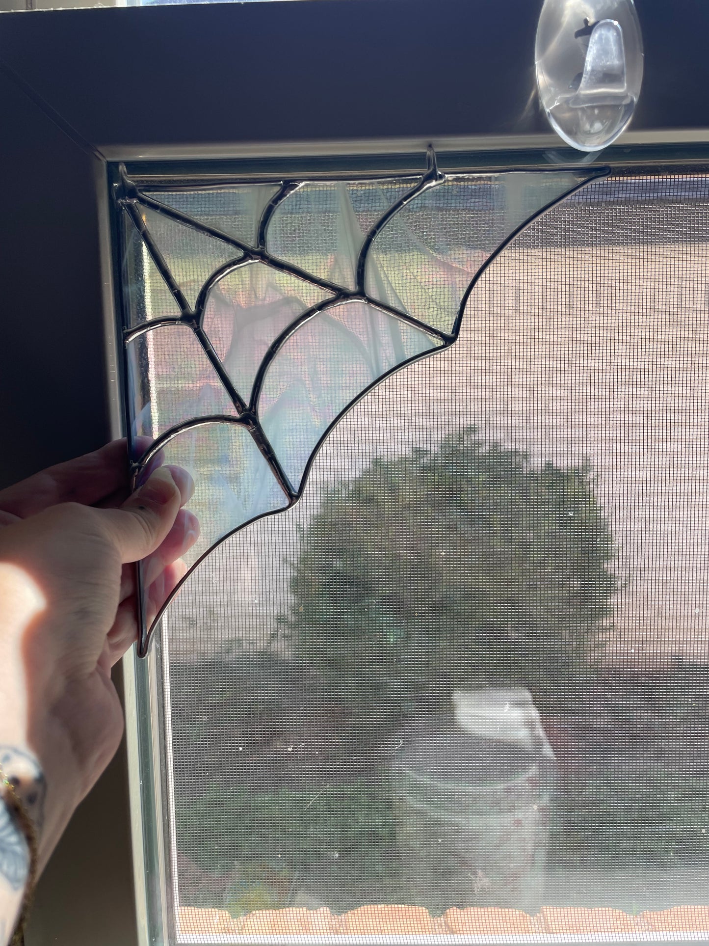 Iridescent whispy spider web
