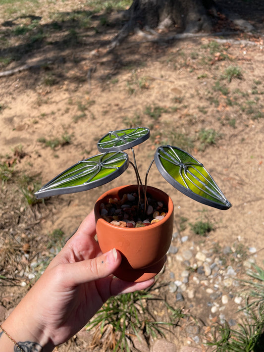 3” potted watermelon peperomia