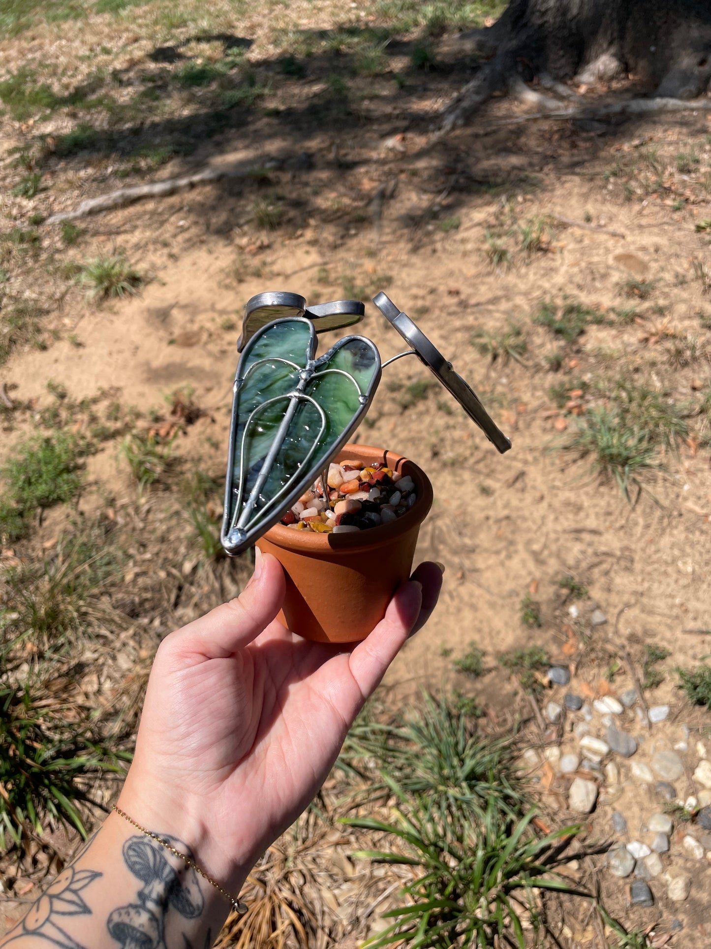 3” potted philodendron