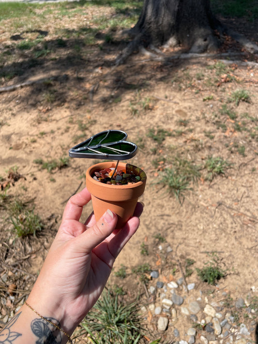 2.5” potted Single leaf Alocasia