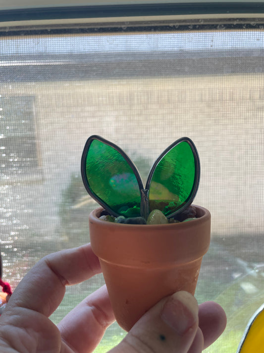 2” potted plant